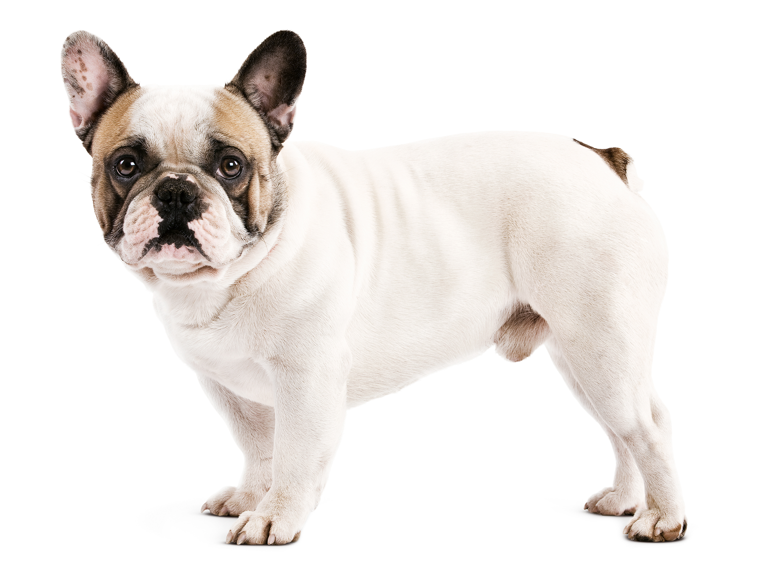 Volwassen Franse Bulldog in zwart-wit