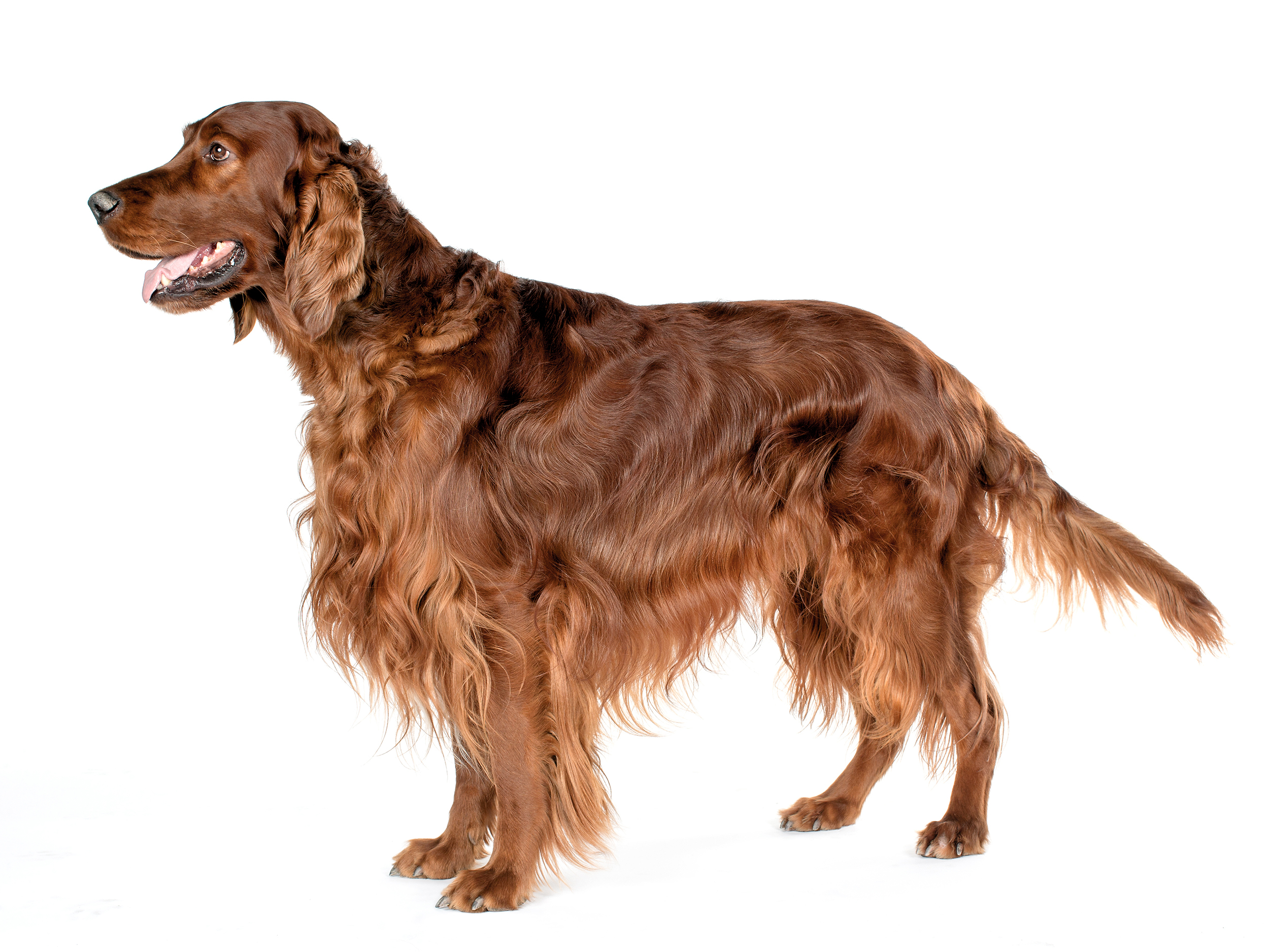 Irish Red Setter adult black and white