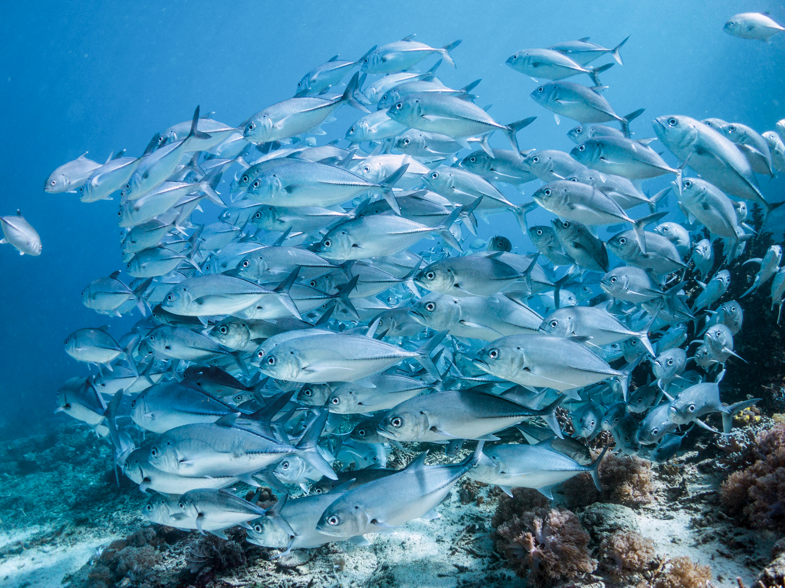 Um cardume de peixes a nadar no mar