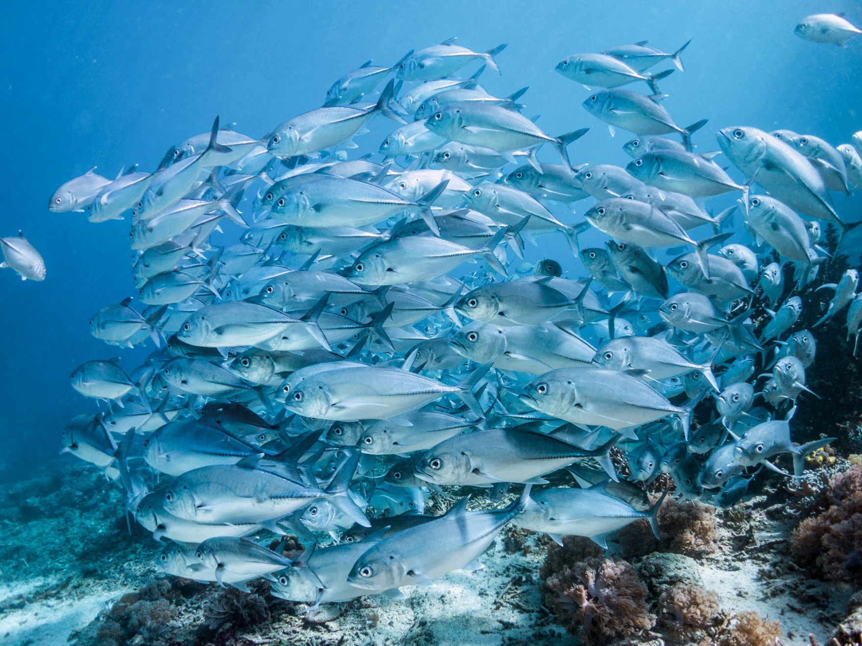 A school of fish swimming in the sea