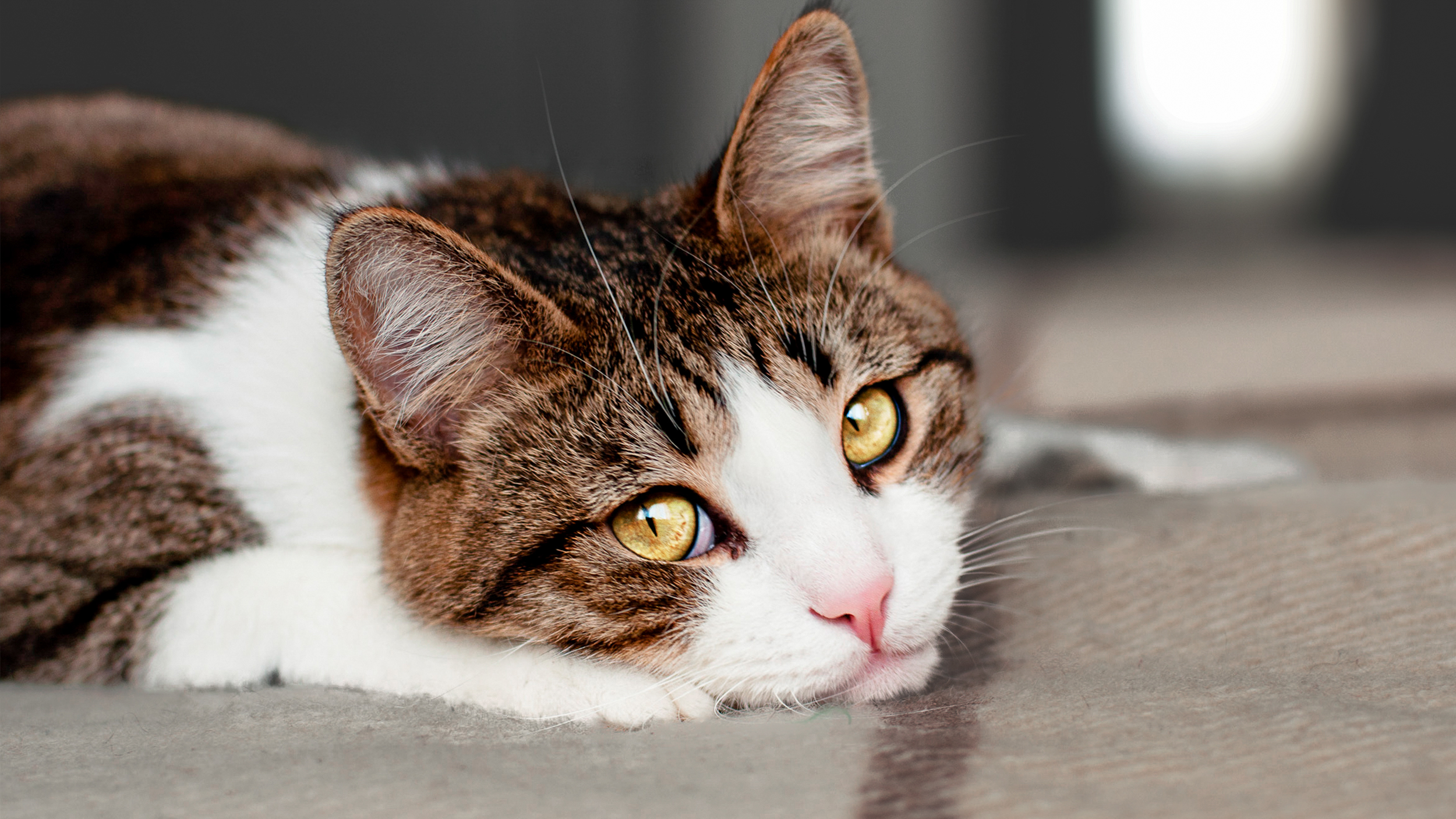 Adult cat lying down indoors on a carpet.