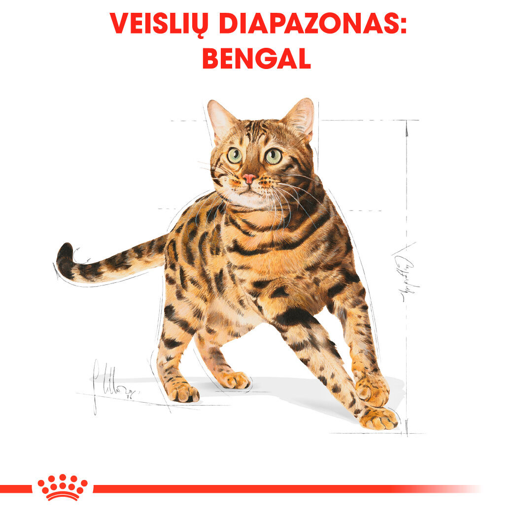 Bengal Adult