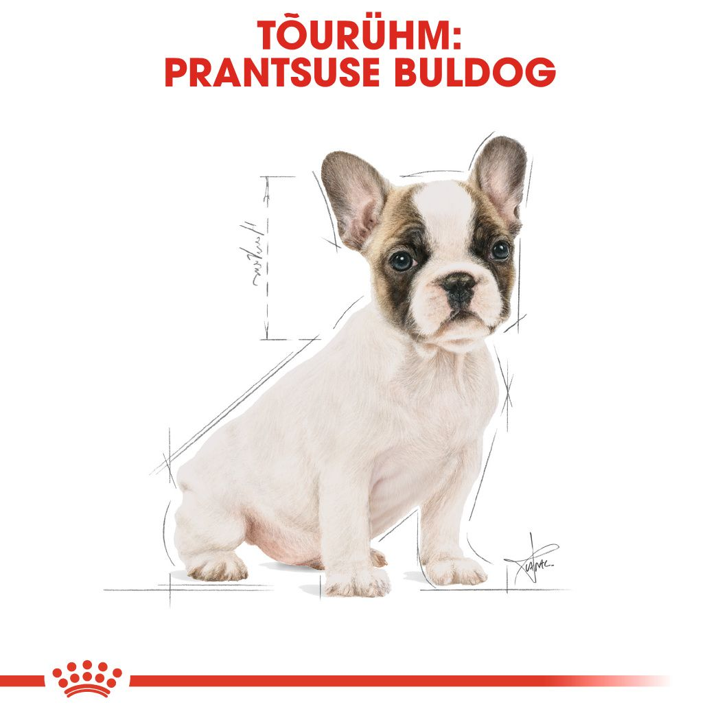 Royal Canin French Bulldog Puppy kuivtoit