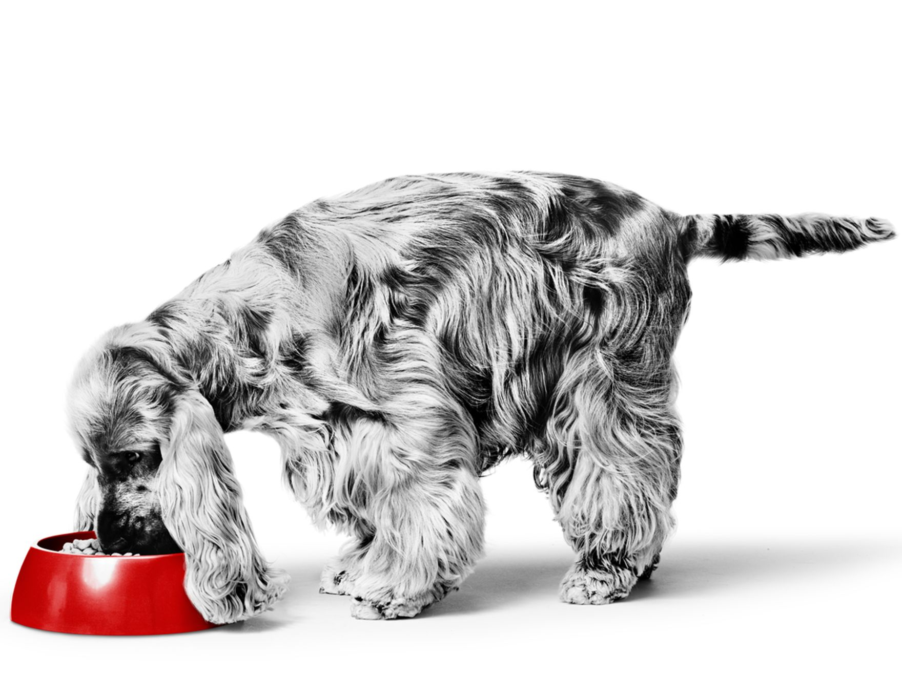 Black and white spaniel eating from a red bowl