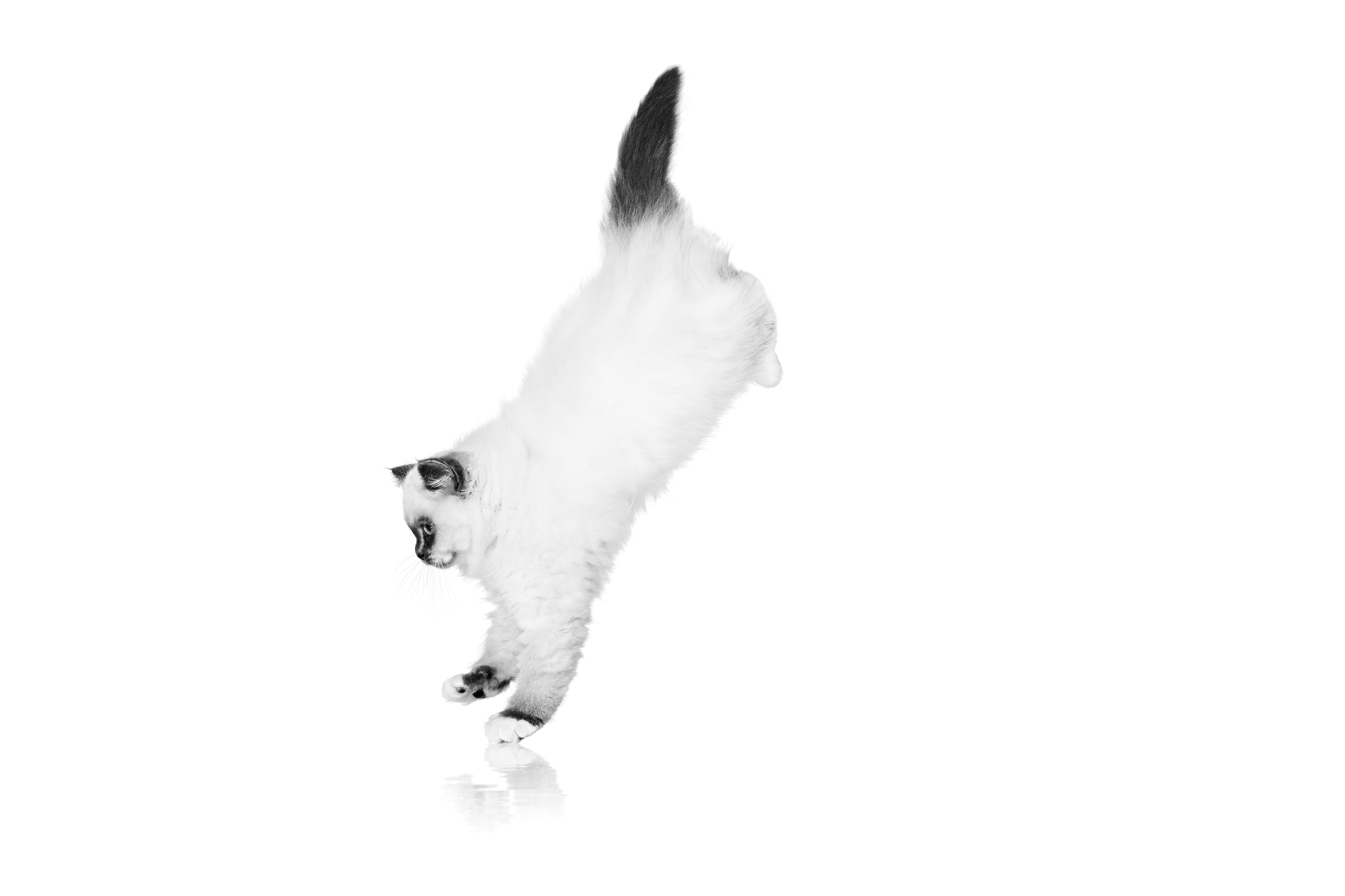 Sacred Birman kitten jumping in black and white
