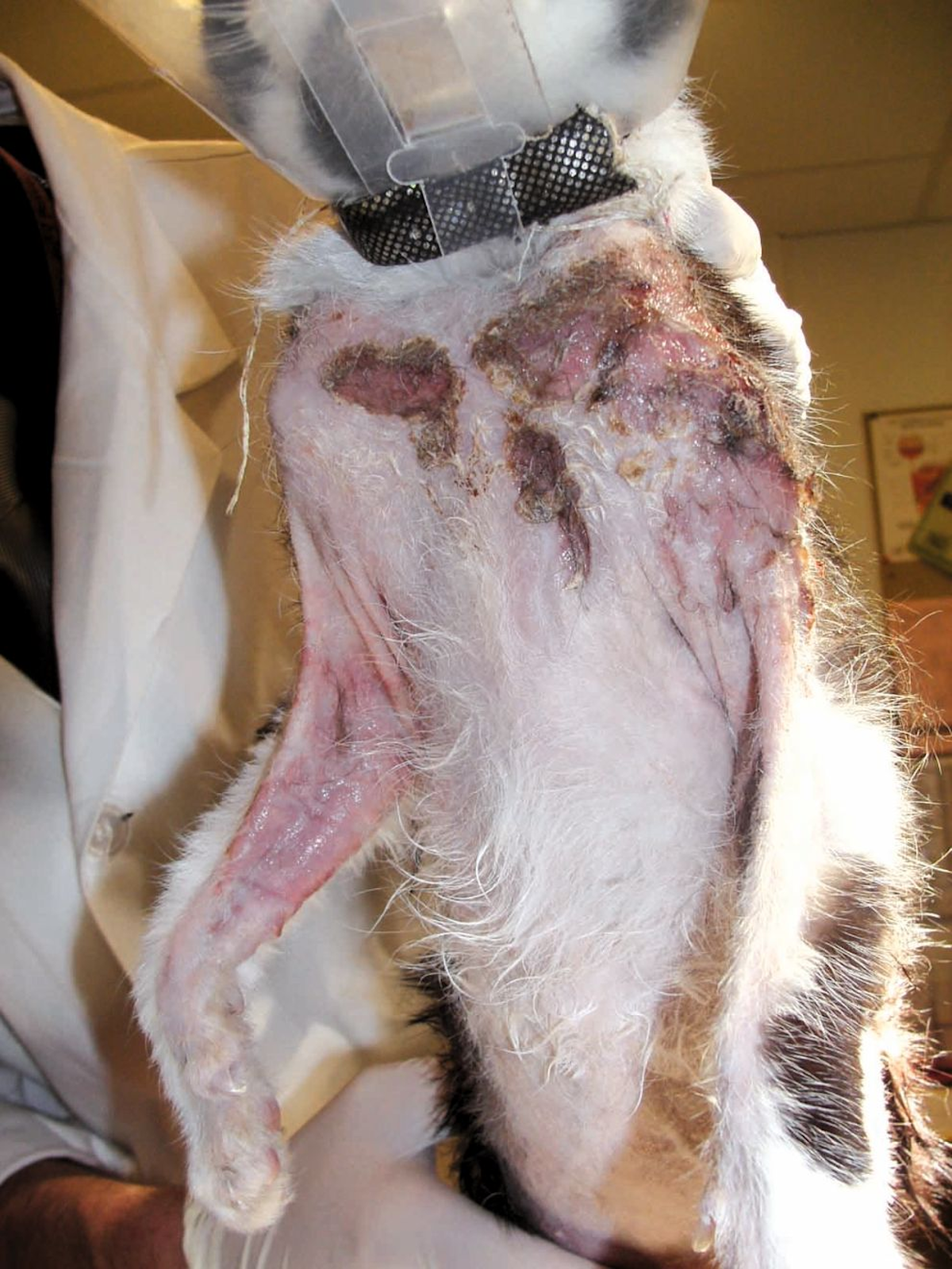  A cat with CNEL showing alopecia and erythema of the cranioventral thorax and medial aspect of the forelimbs, with severe exudative ulceration and crusting over the left shoulder.