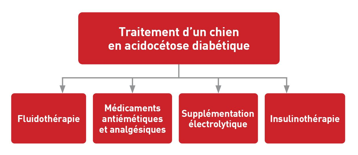 Les chiens présentant une ACD nécessitent un protocole thérapeutique équilibré et multifacettes
