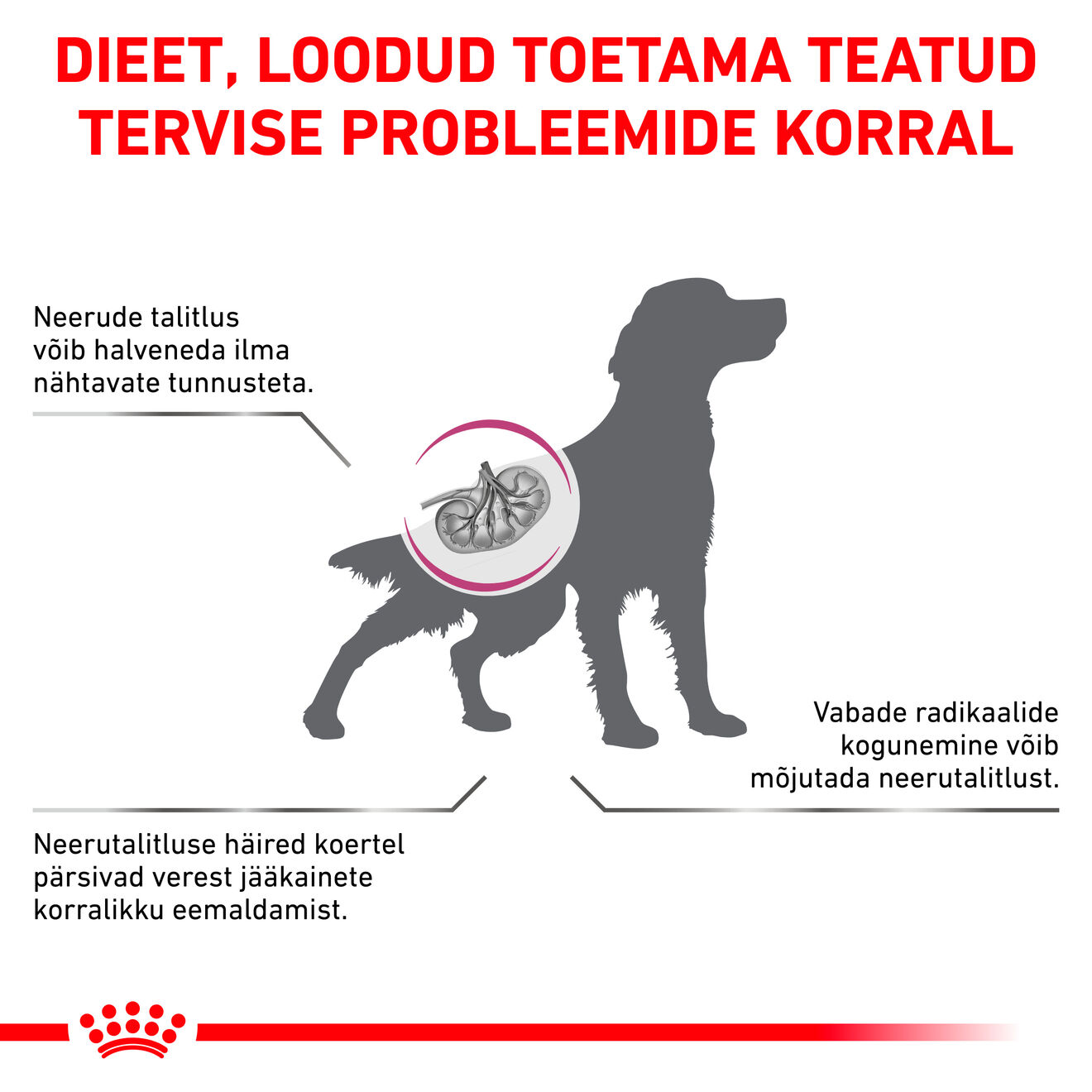 Royal Canin Early Renal Dog kuivtoit