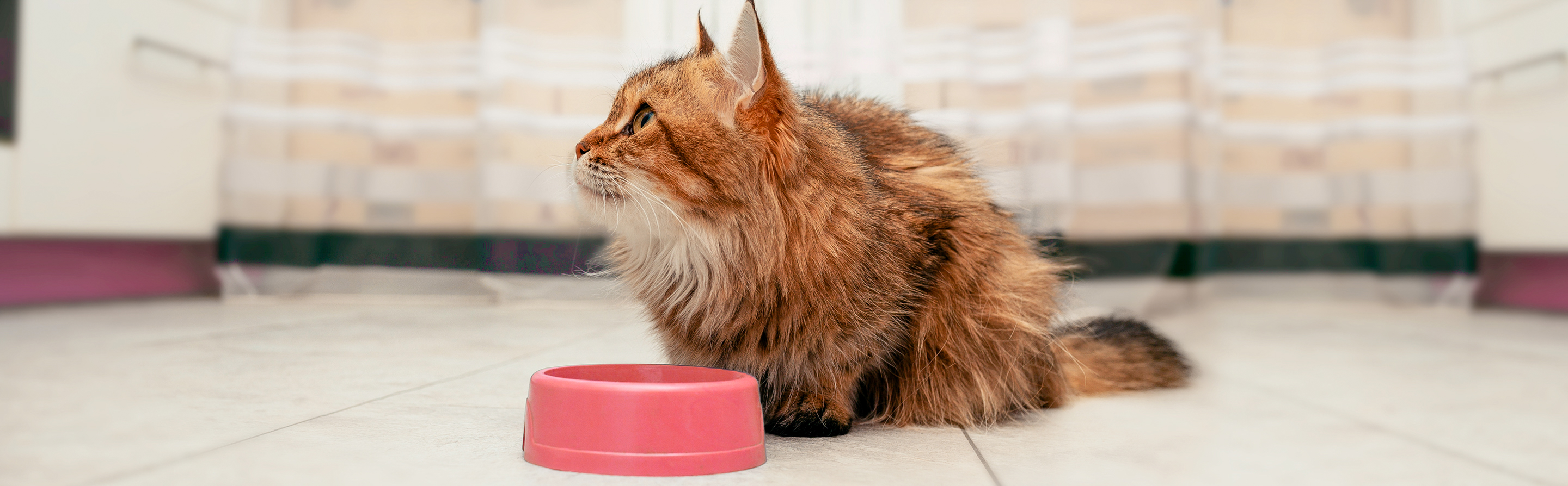 Norwegian Forest Cat sitting in a kitchen eating from a feeding bowl