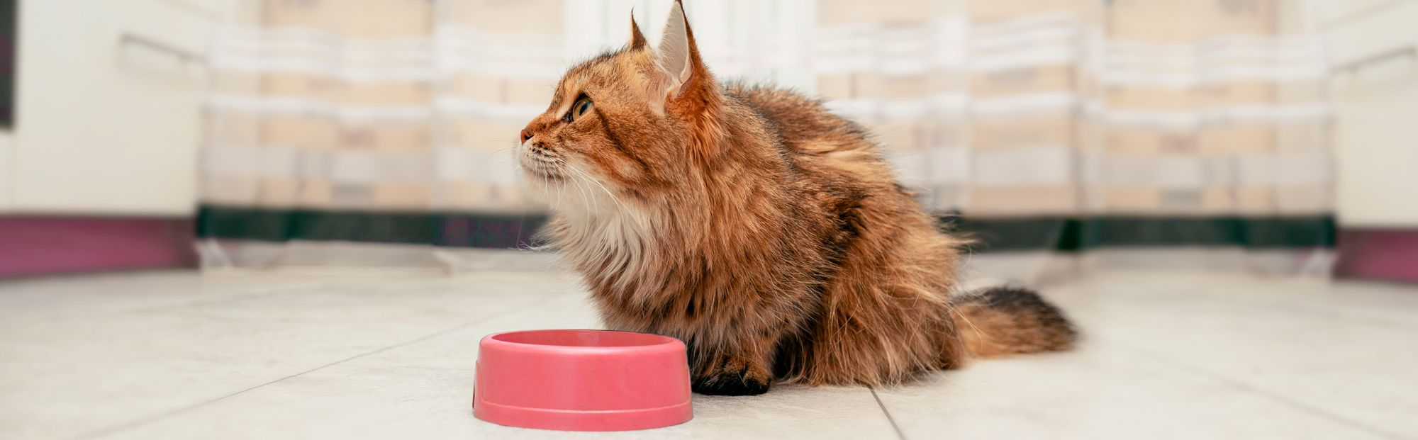 Gatitos comiendo de un recipiente de comida en el suelo