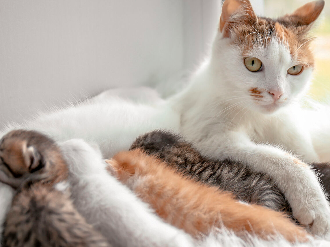 Image of a mother cat and her litter of young kittens