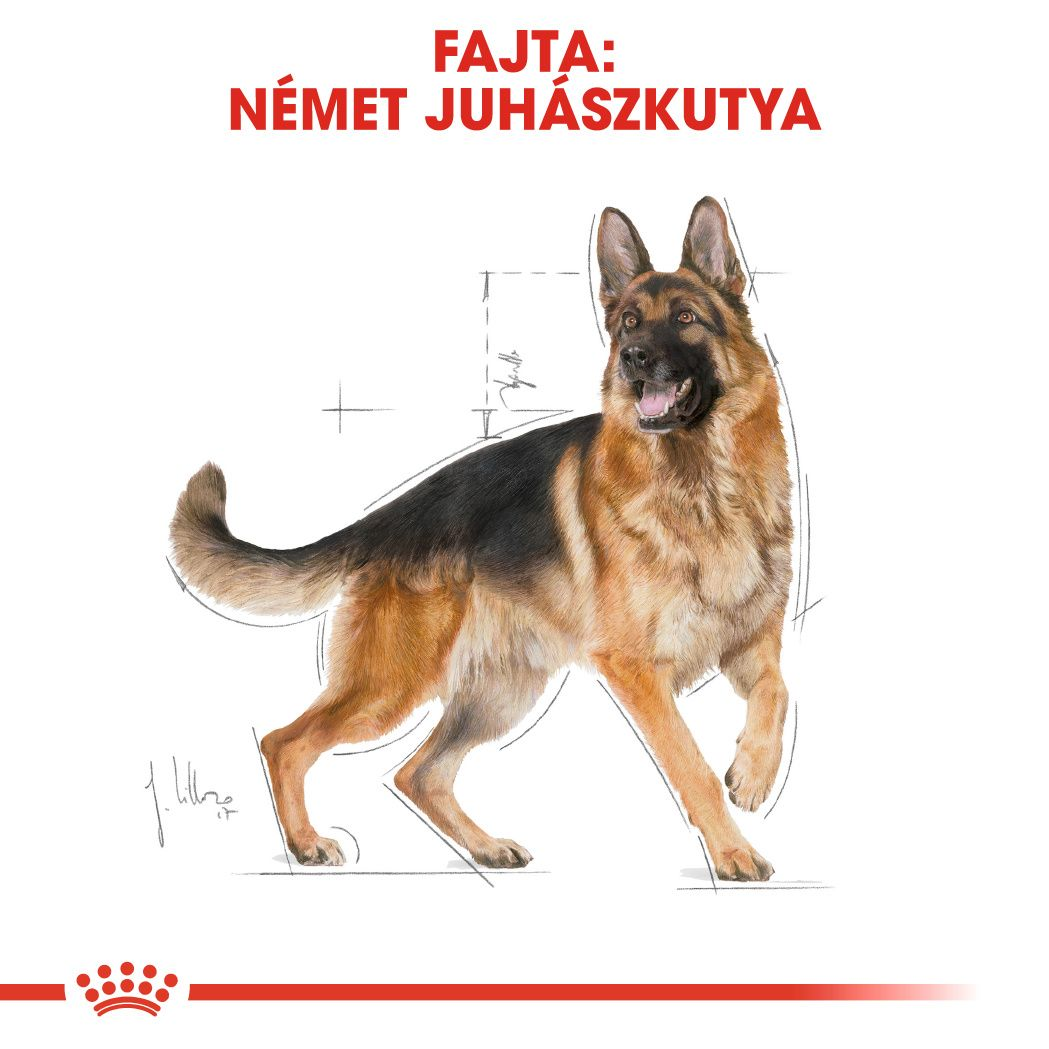 German Shepherd Adult