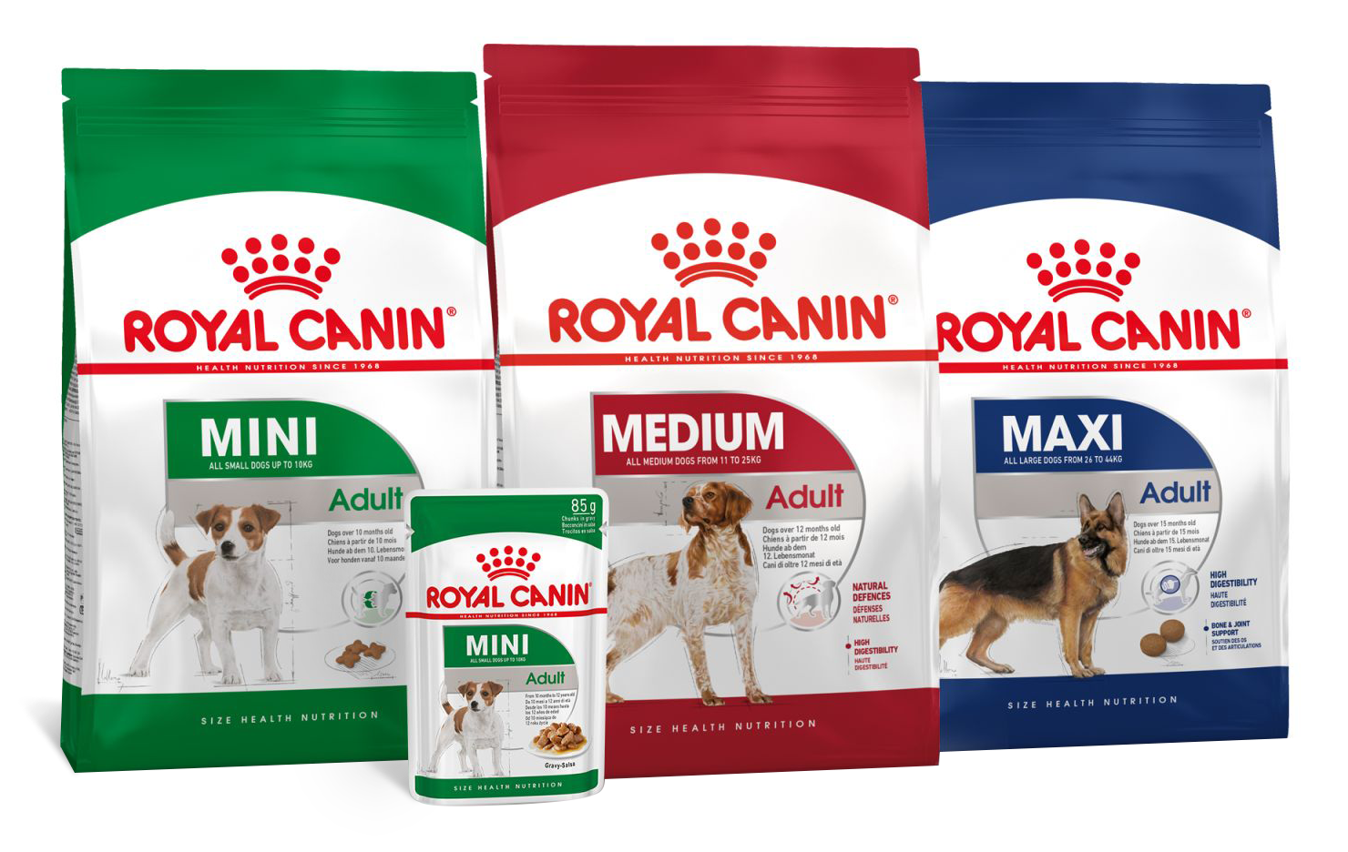 Как отучить щенка кусаться - что делать если щенок кусается | Royal Canin