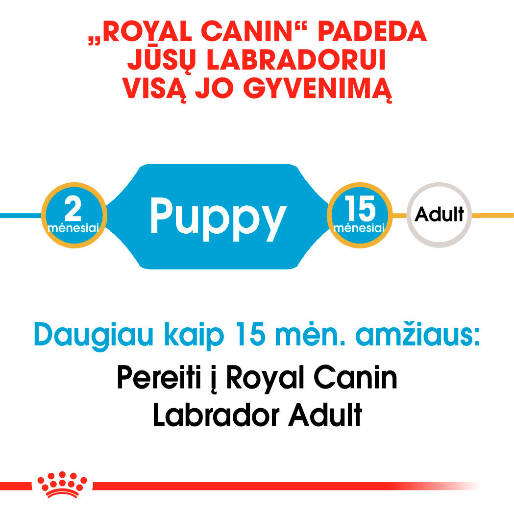 Labrador Retriever Puppy