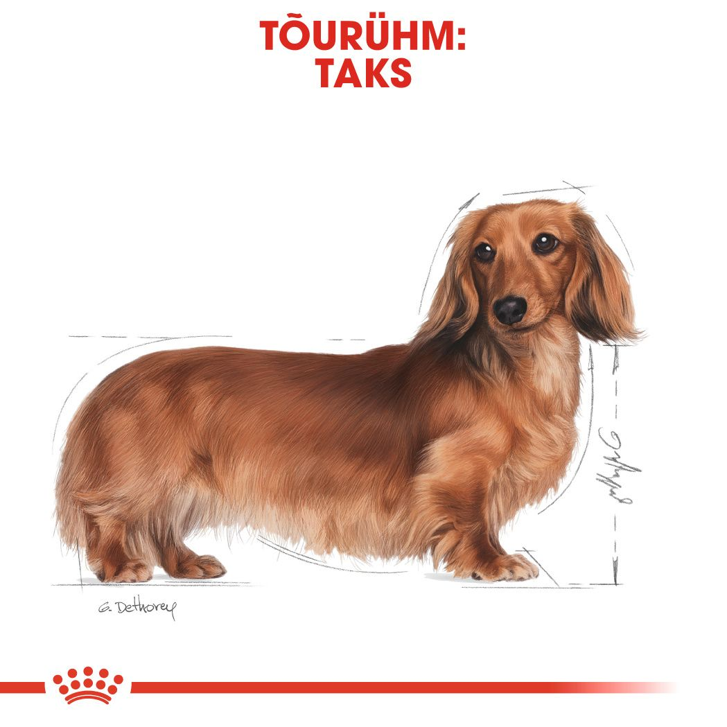 Royal Canin Dachshund Adult konserv