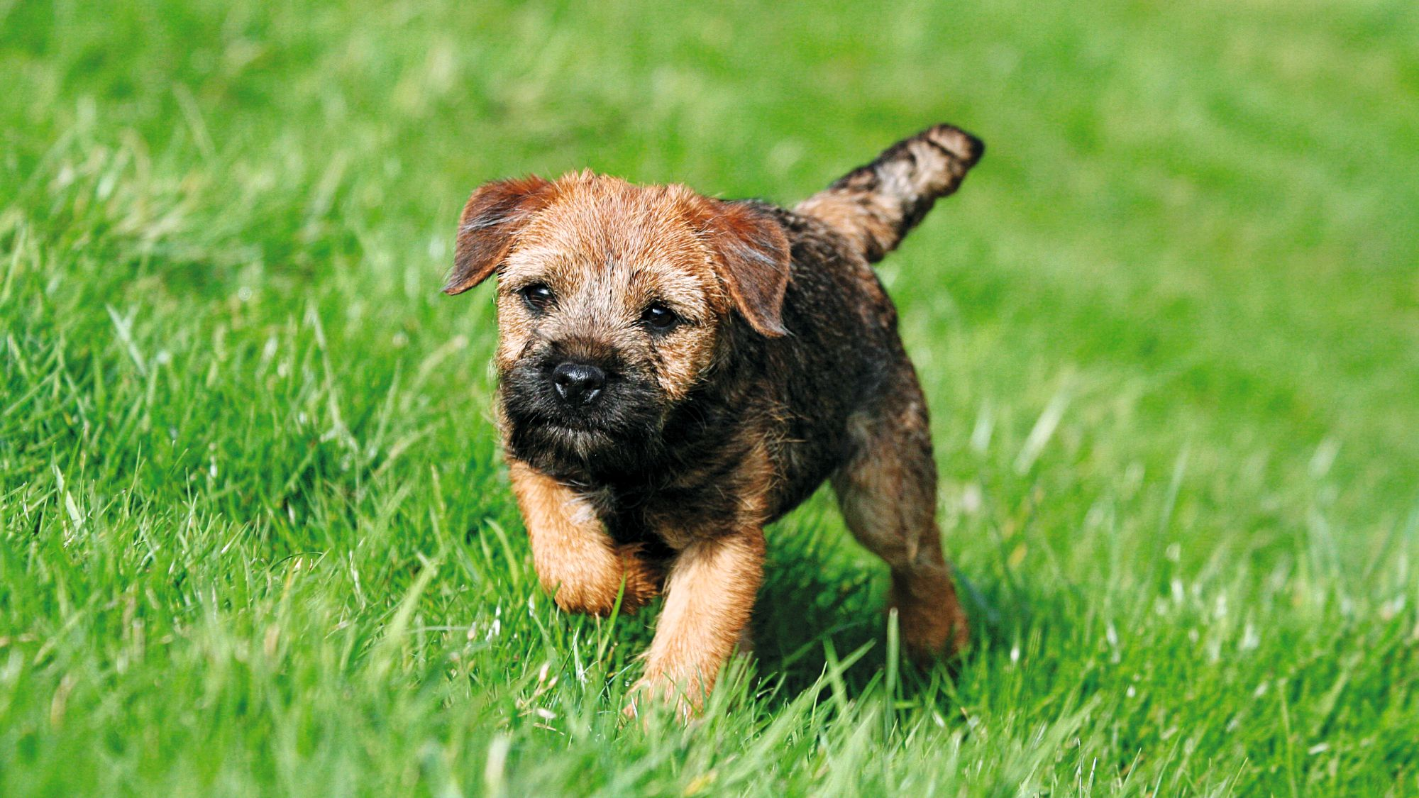 Border Terrier puppy walking across grass to camera