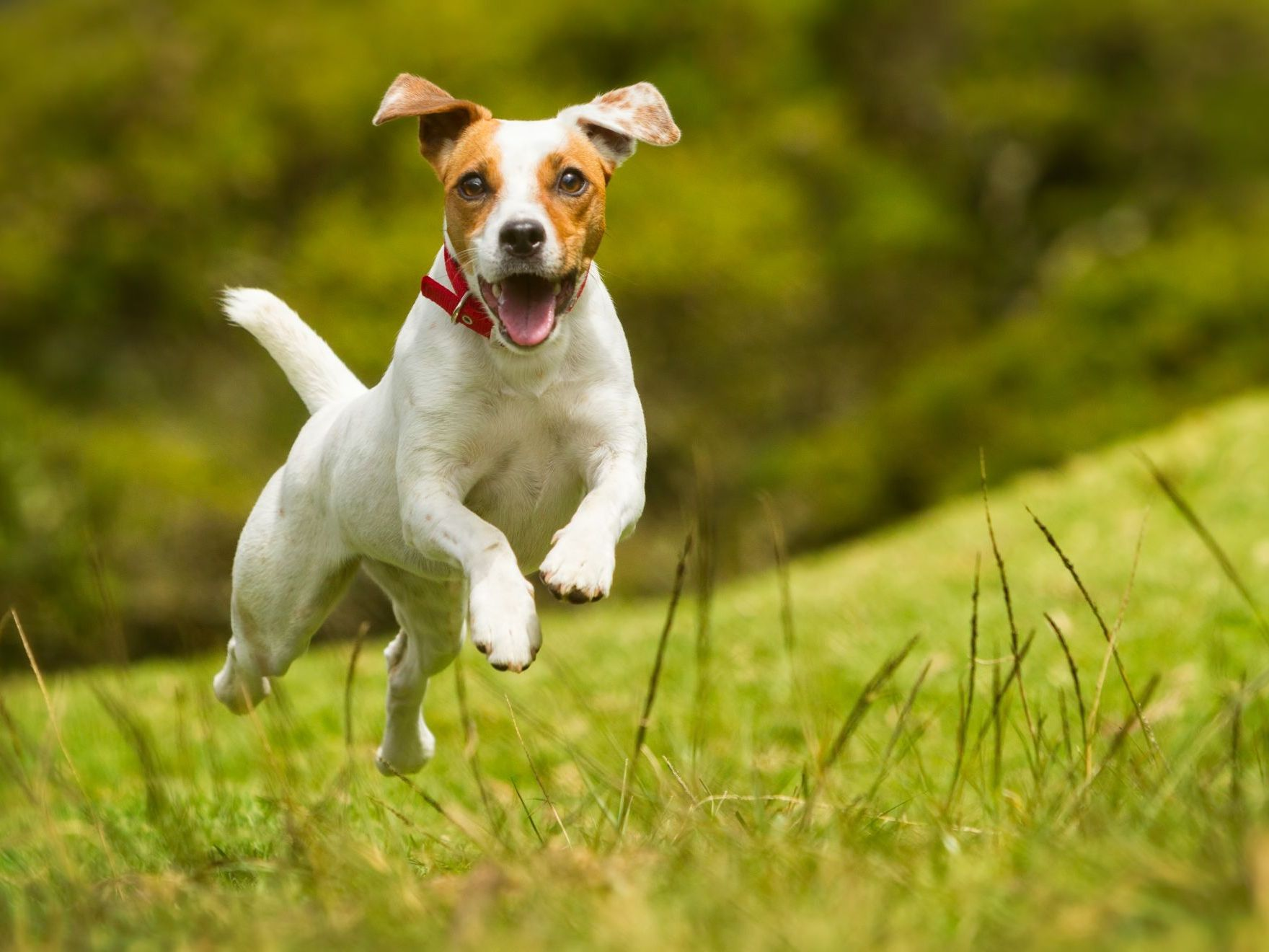 jack-russel-dog-run-