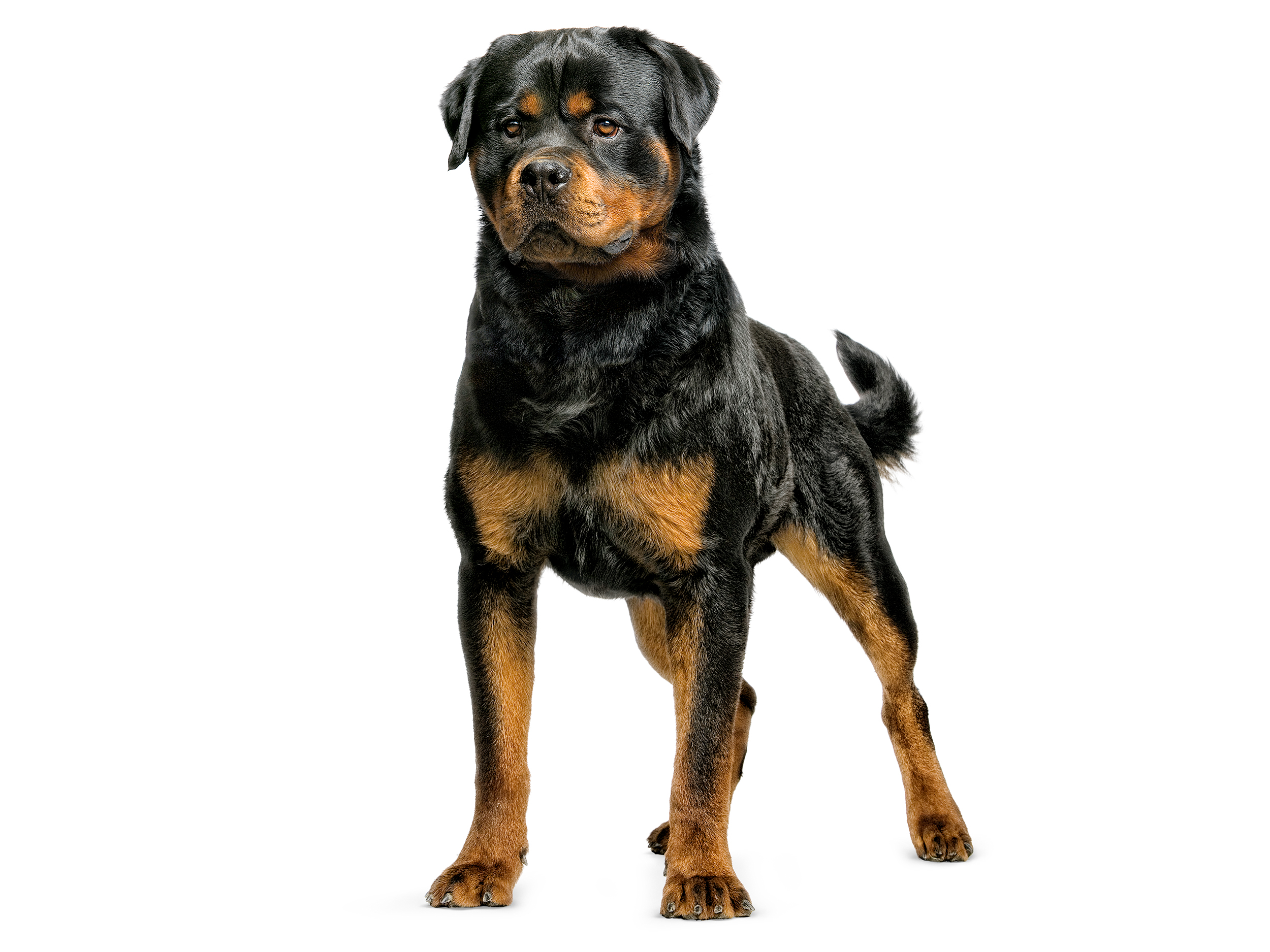 Rottweiler Royal Canin