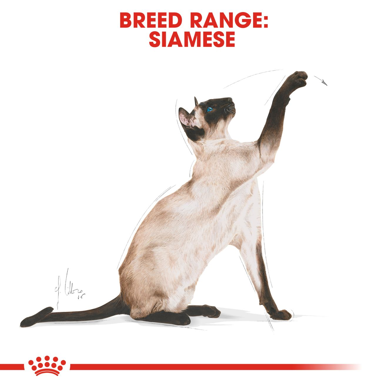 Royal canin siamese store 10kg