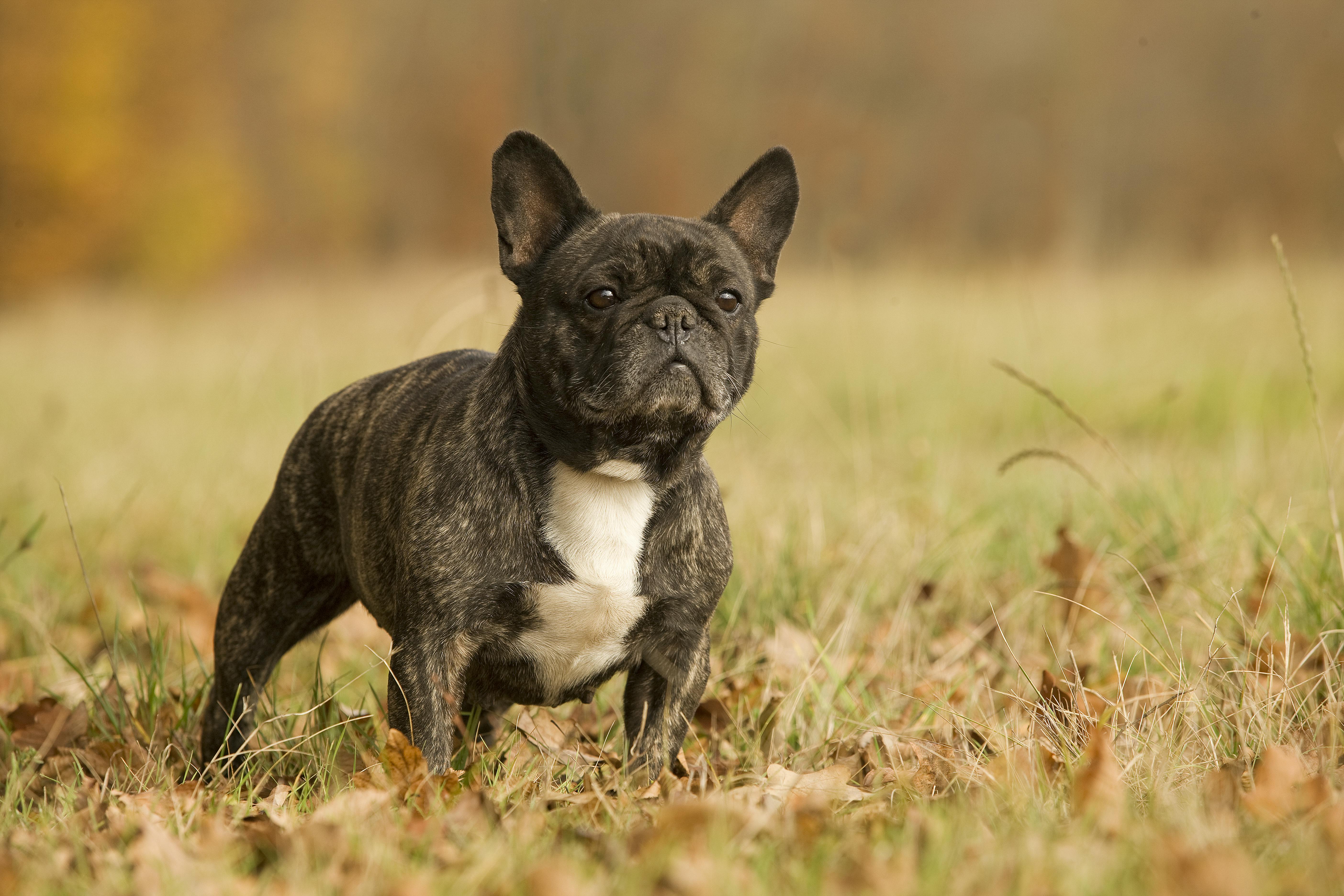 French bulldog. Французский бульдог. Порода собак французский бульдог. Французский бульдог Чивас. Французский бульдог пятнистый.