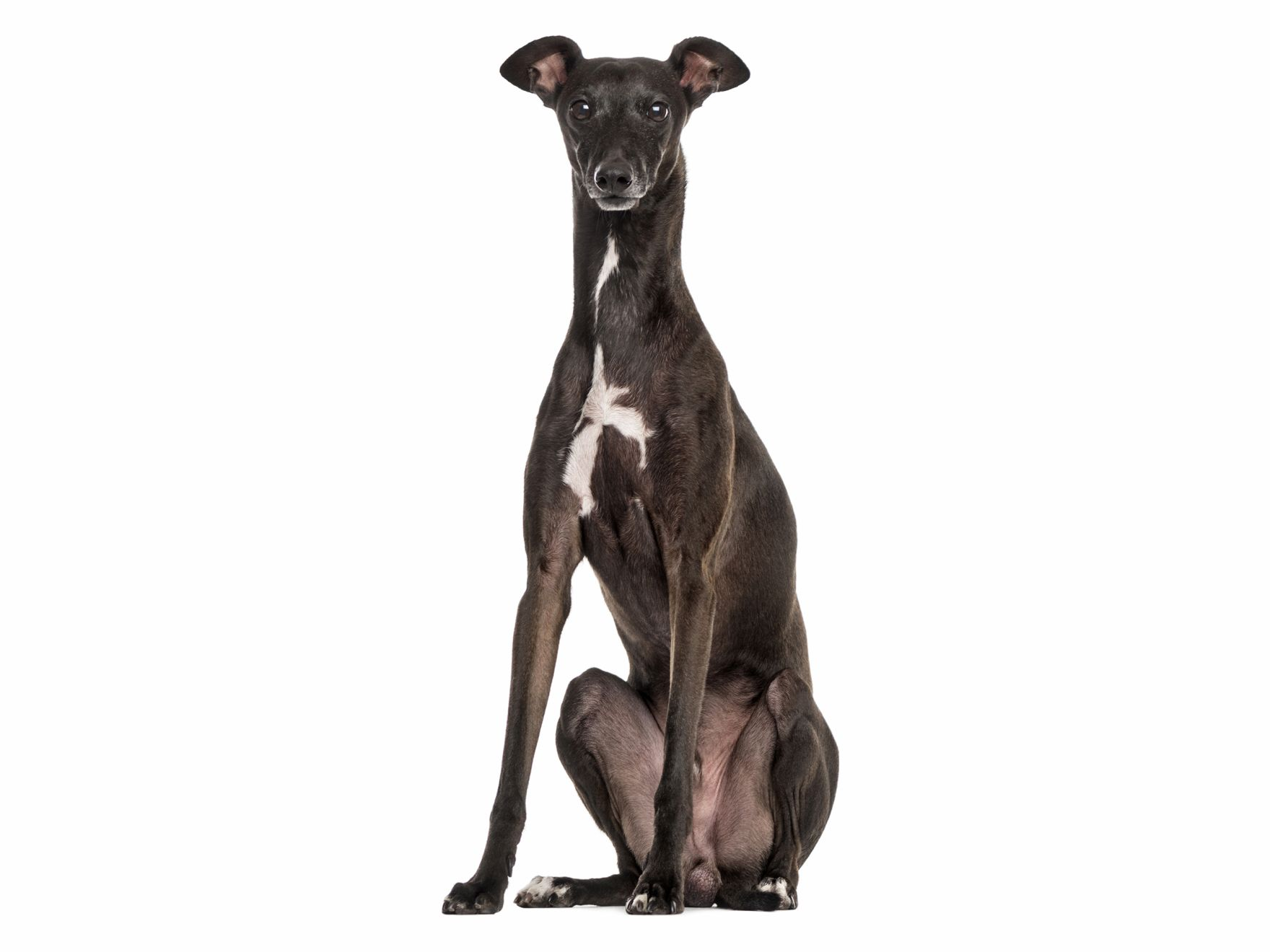 Italian Greyhound adult in black and white