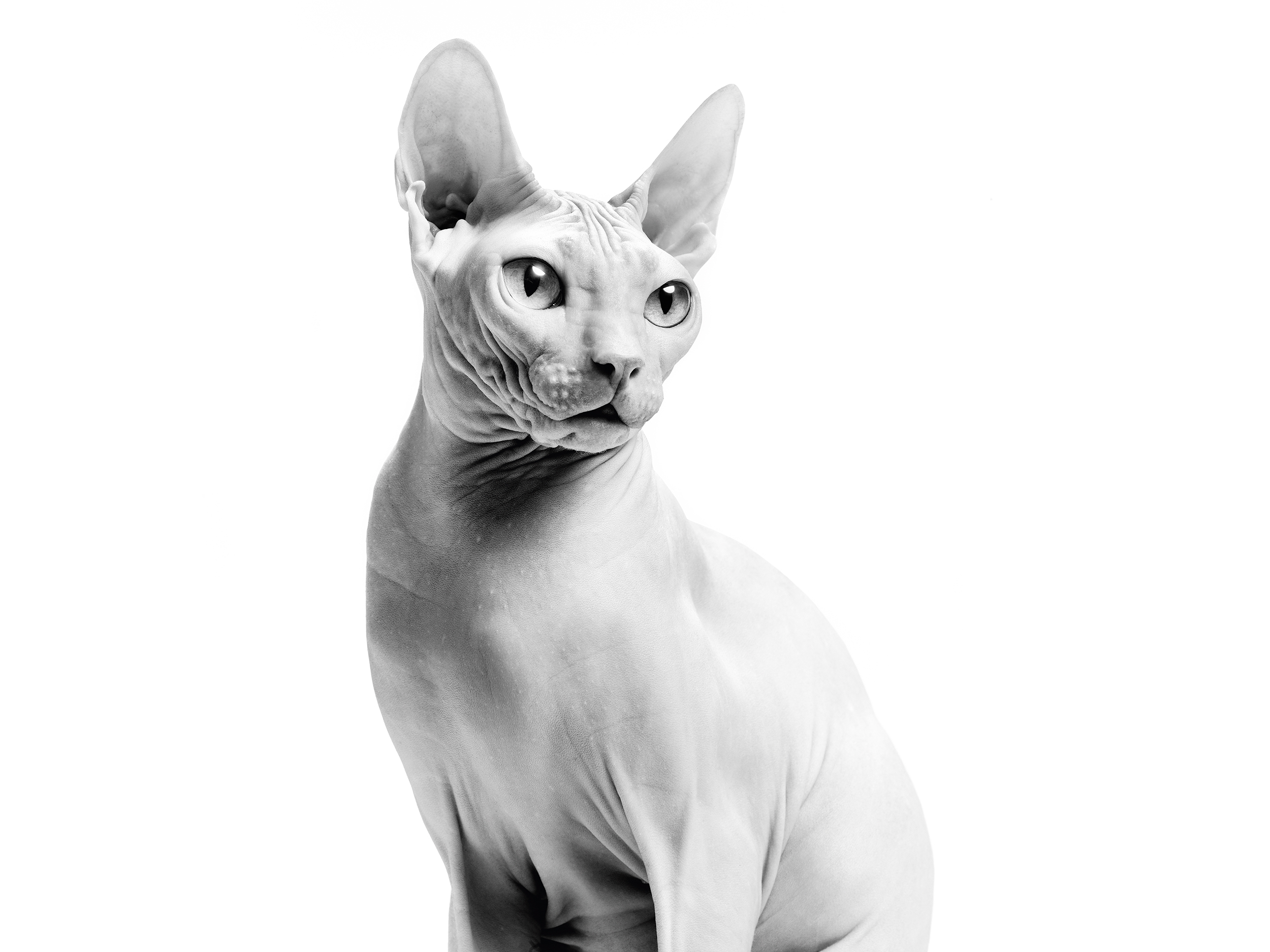 Abyssinian adult sitting in black and white on white background