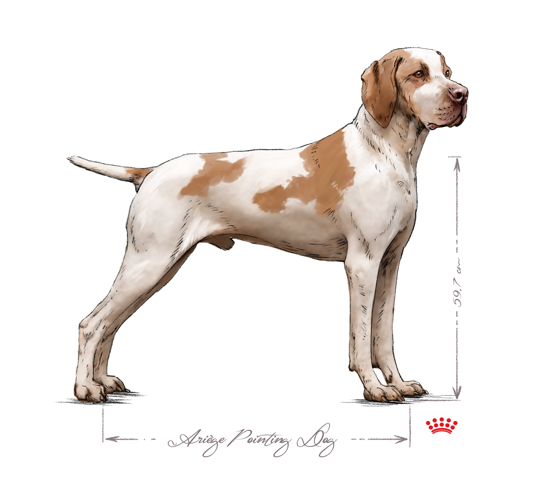 Ariege Pointing Dog adult in black and white