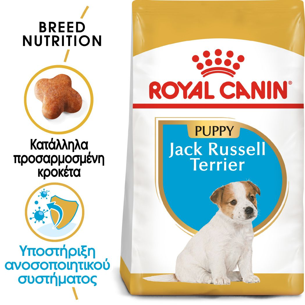 Jack Russell Terrier Puppy