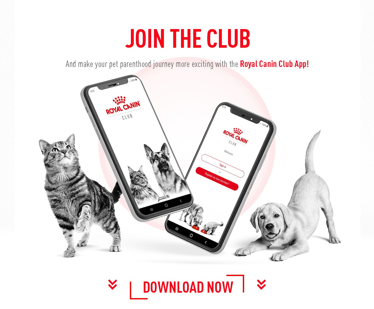 Royal store canin club