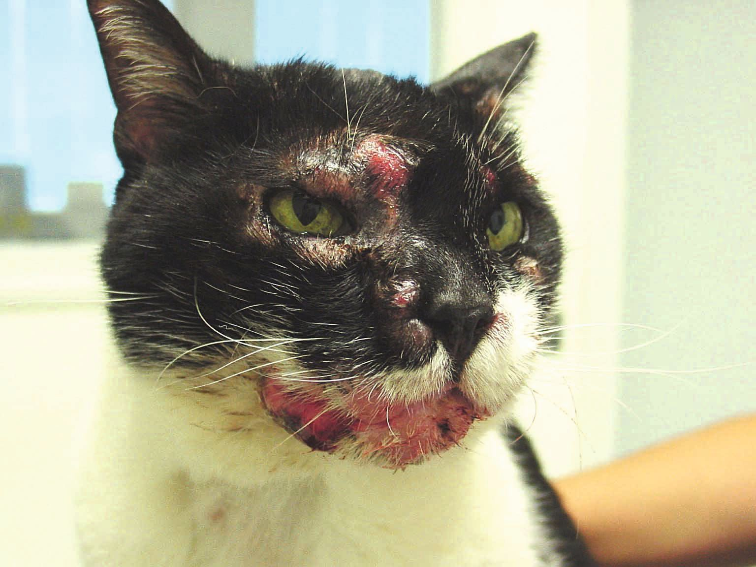 CNEL in a cat with facial distribution of multiple adjacent to coalescing plaques and nodules.
