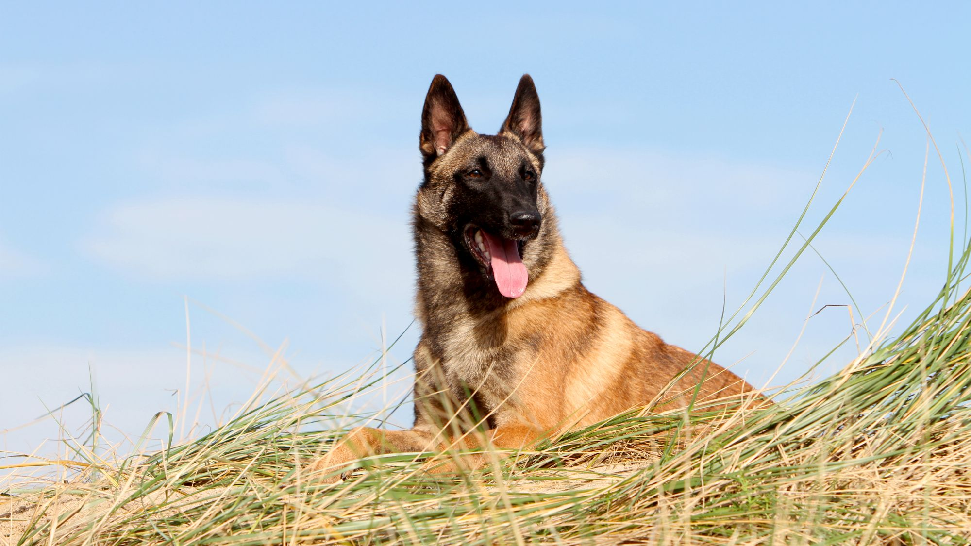 Belgisk fårehund som sitter i langt gress og peser