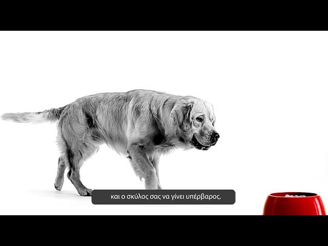 how-to-maintain-your-dogs-healthy-weight