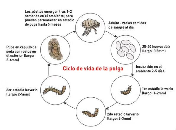 flea life cycle