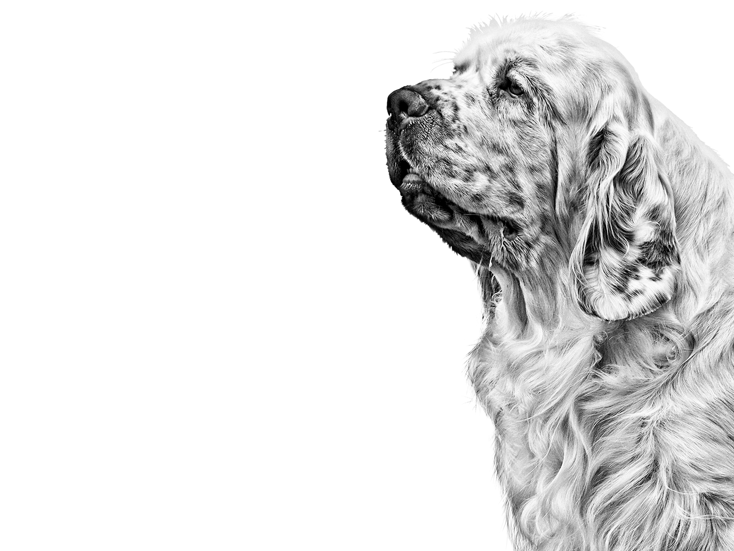 Clumber Spaniel in bianco e nero