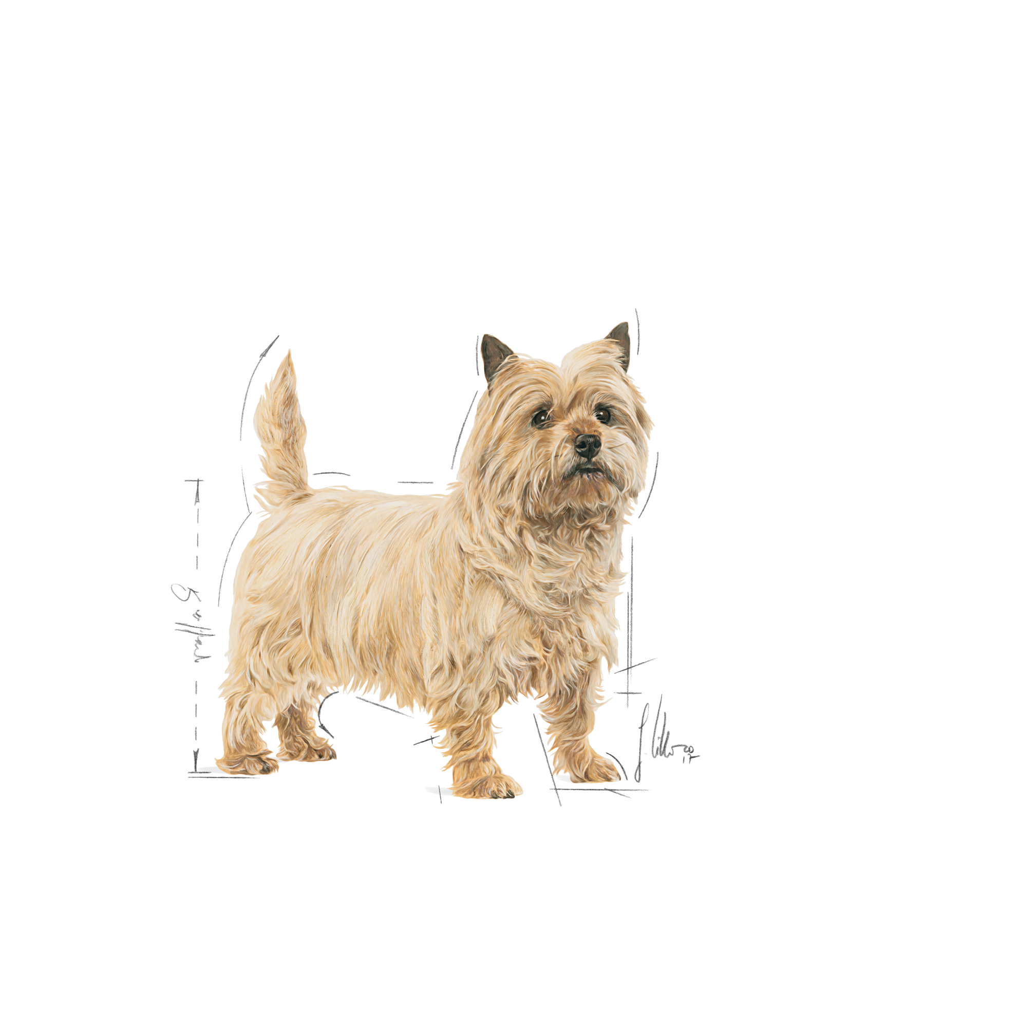 Royal canin shop cairn terrier food