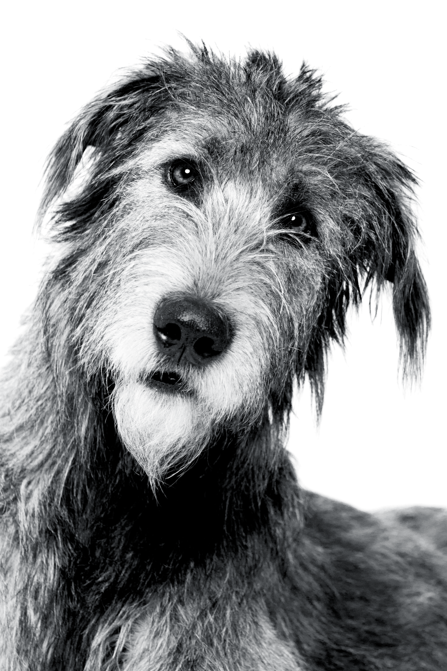 thumbnail image 2 of Irish Wolfhound Costs And Reputable Breeders 2 of 14