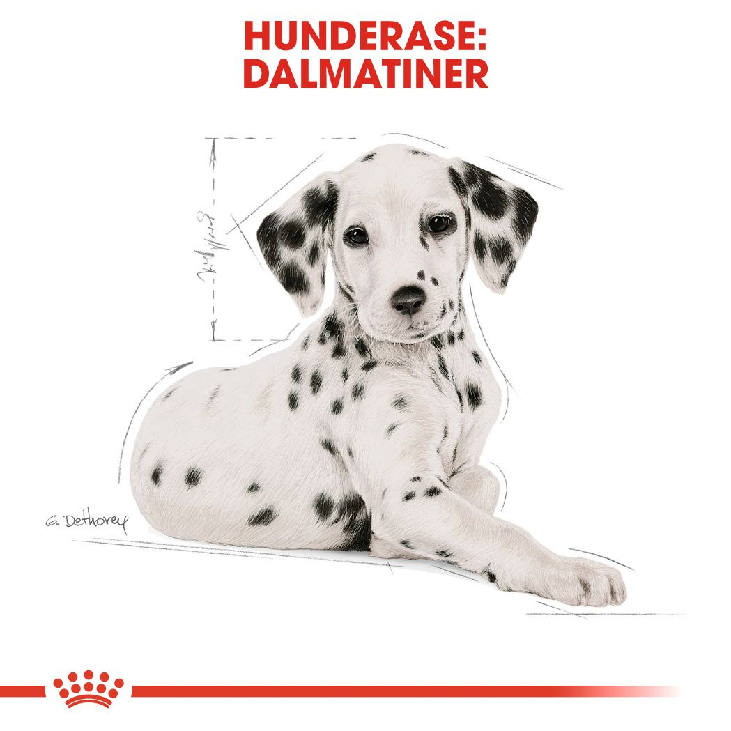 Dalmatian Puppy