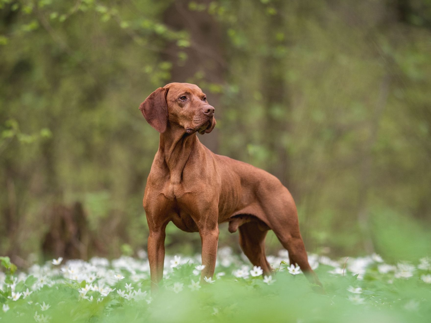 male-hungarian-vizsla-dog-standing-among