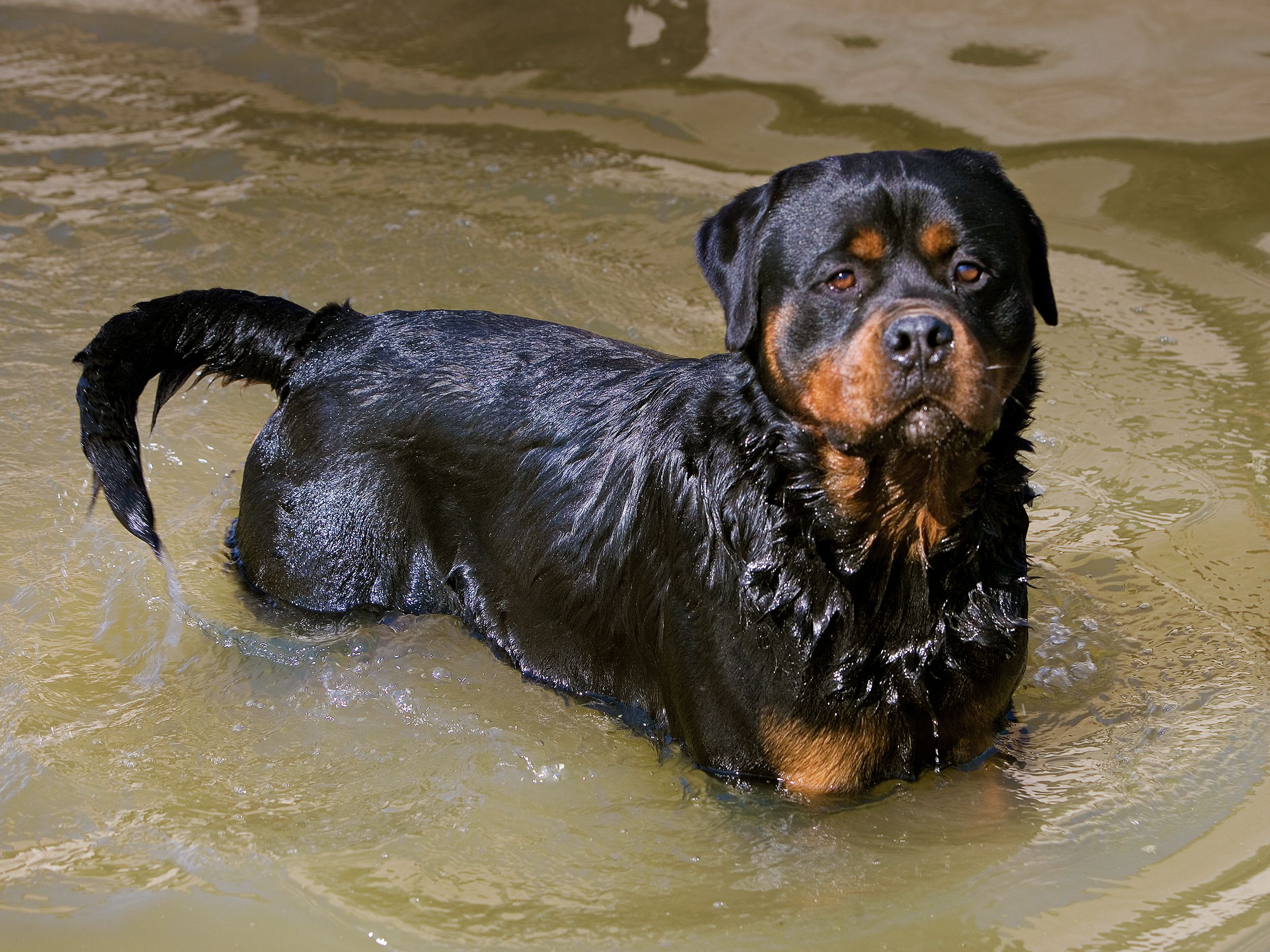 Rottweiler Royal Canin