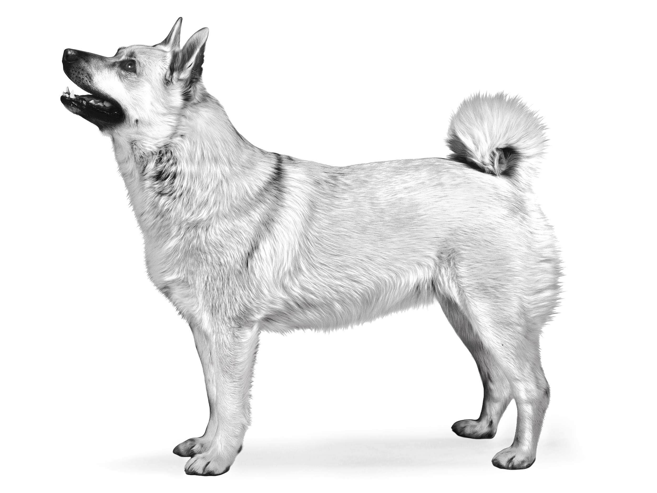 Norsk Buhund adulto in bianco e nero 