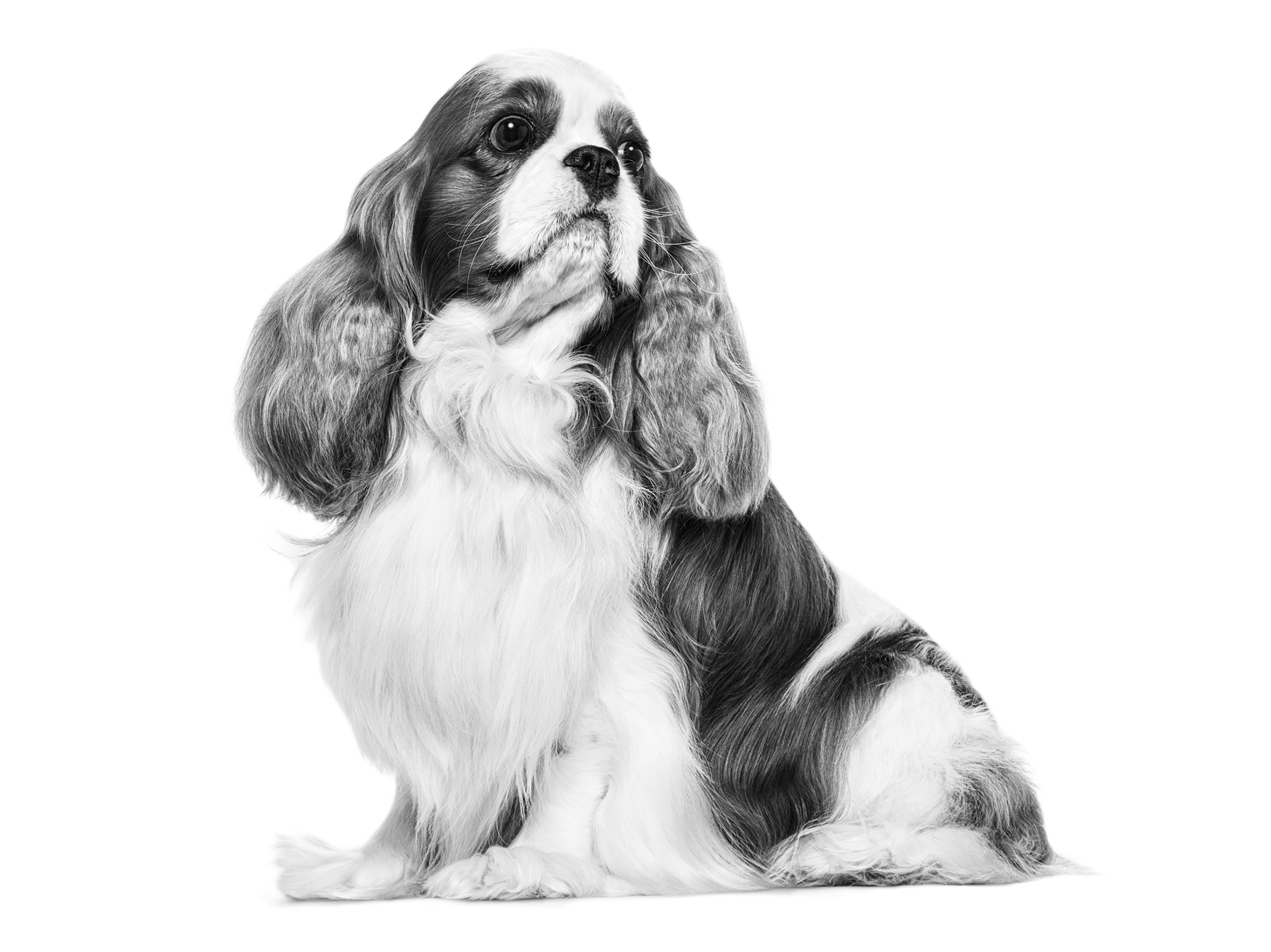 Siyah beyaz yetişkin Cavalier King Charles Spaniel