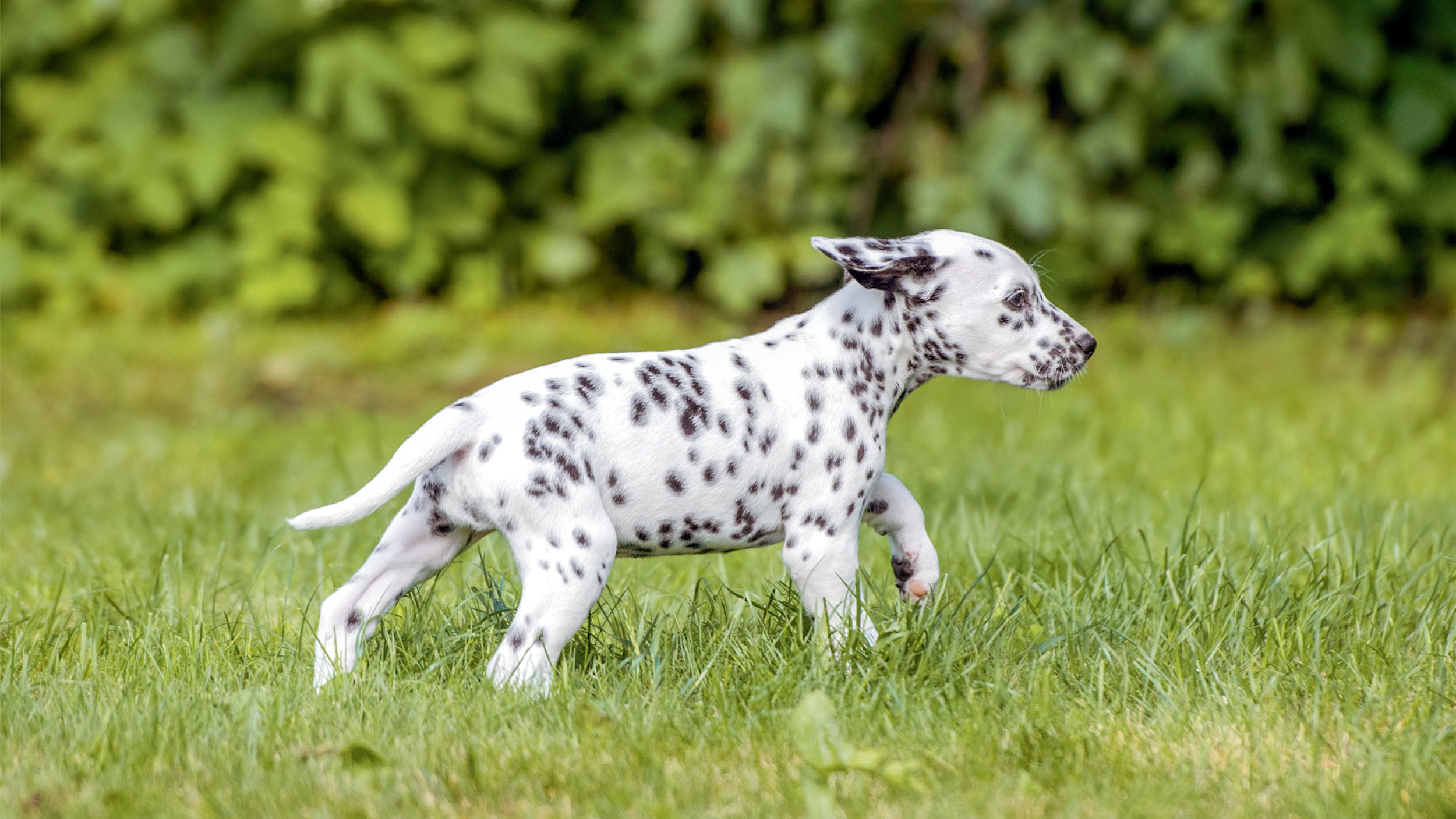 Dalmatier puppy wandelt in een tuin.