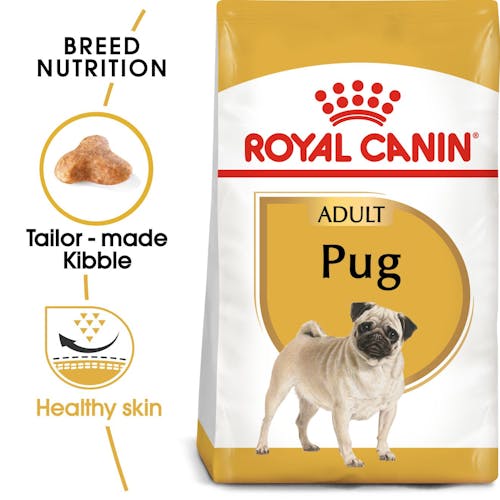 Pug Adult