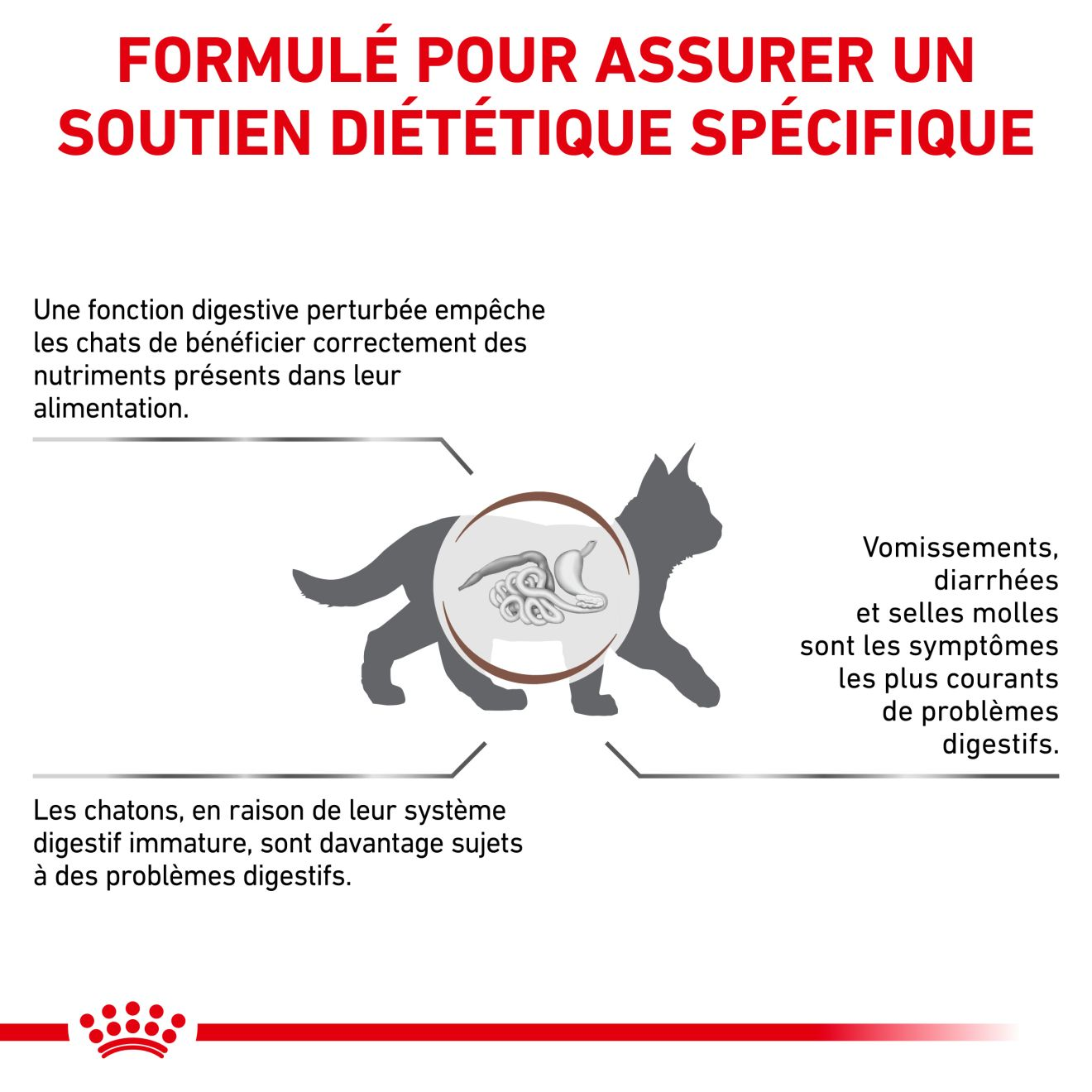 Gastrointestinal Kitten