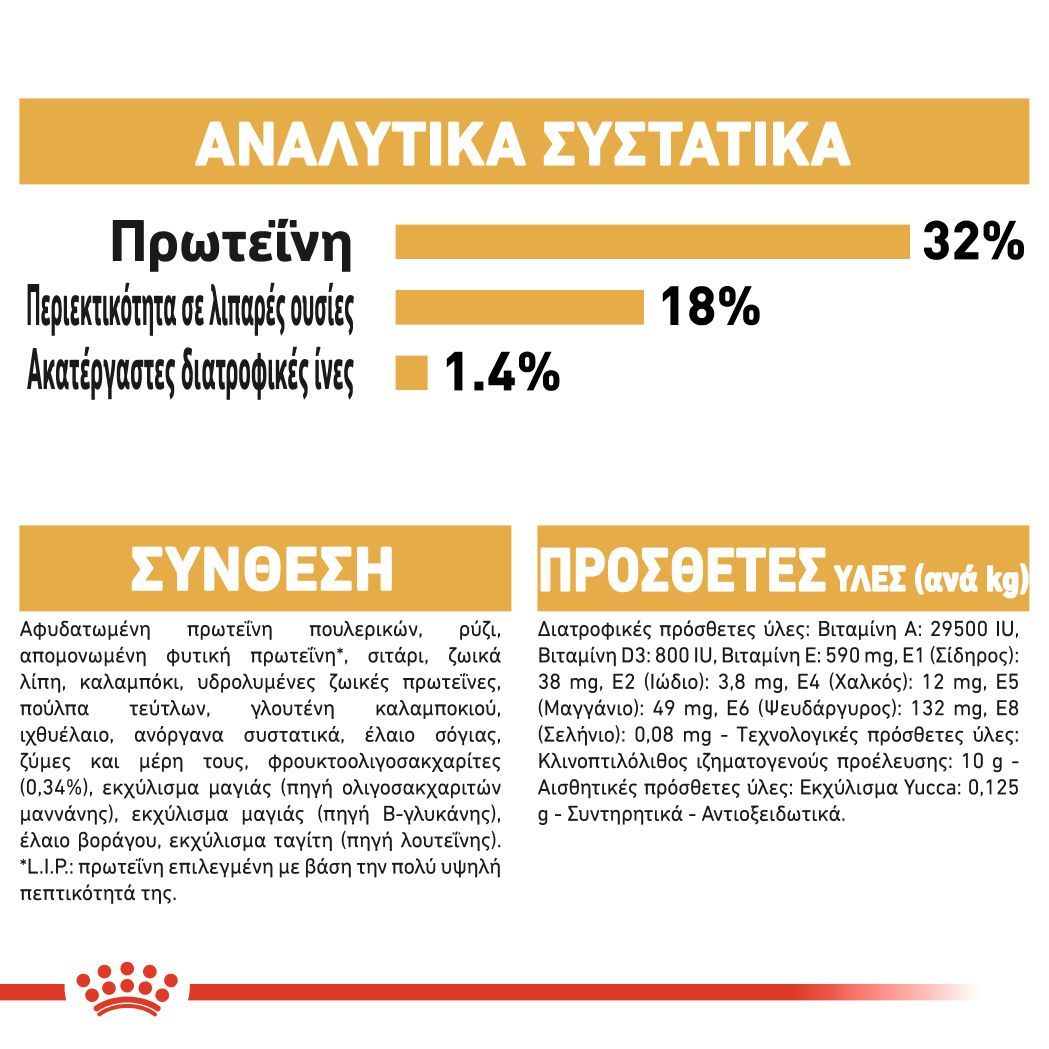 Jack Russell Terrier Puppy