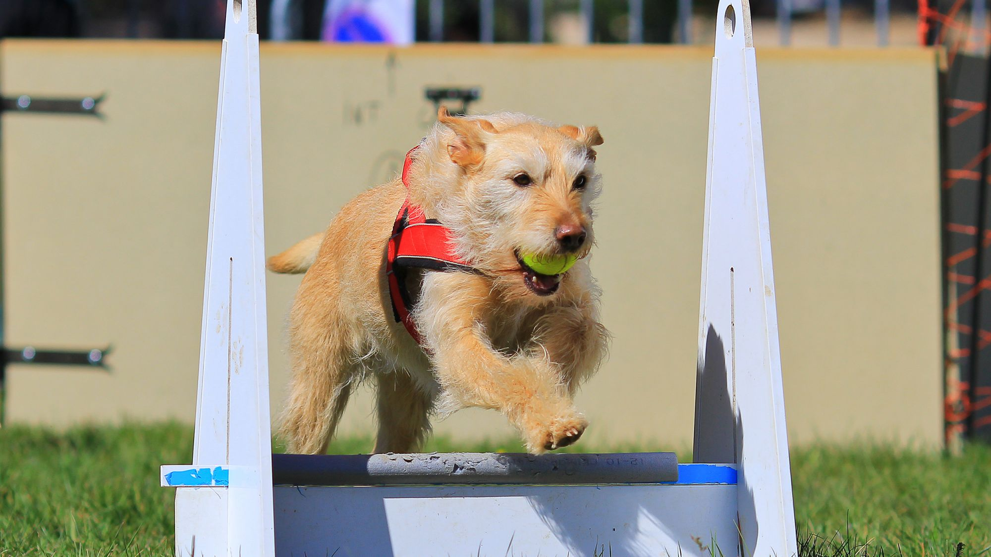 フライボールをはじめよう！ Eukanuba