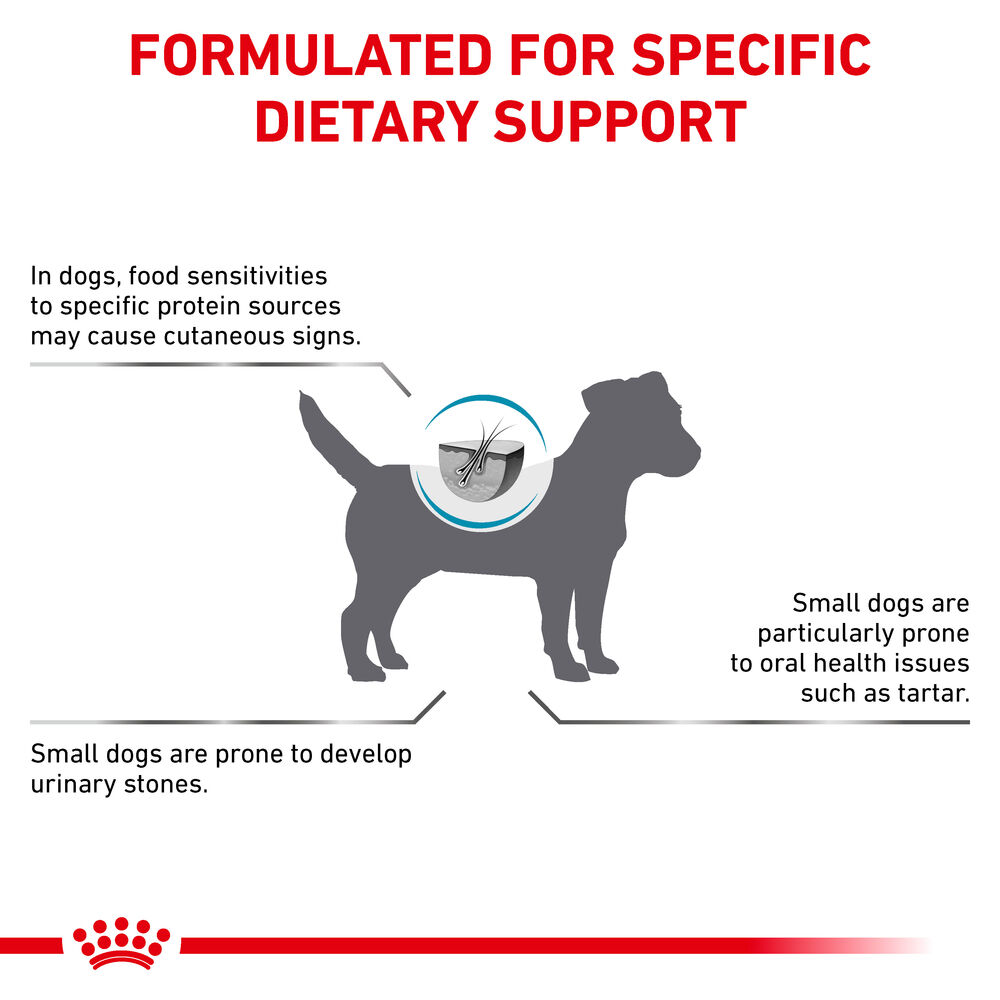 Hypoallergenic Small Dog 