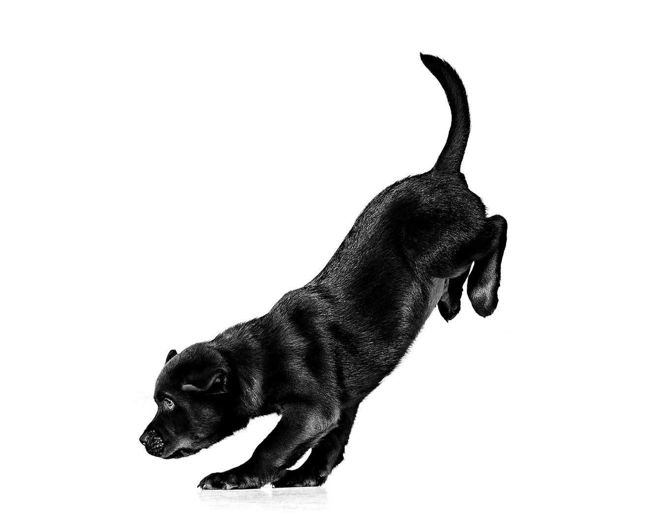 Black Labrador Retriever jumping in black and white on a white background