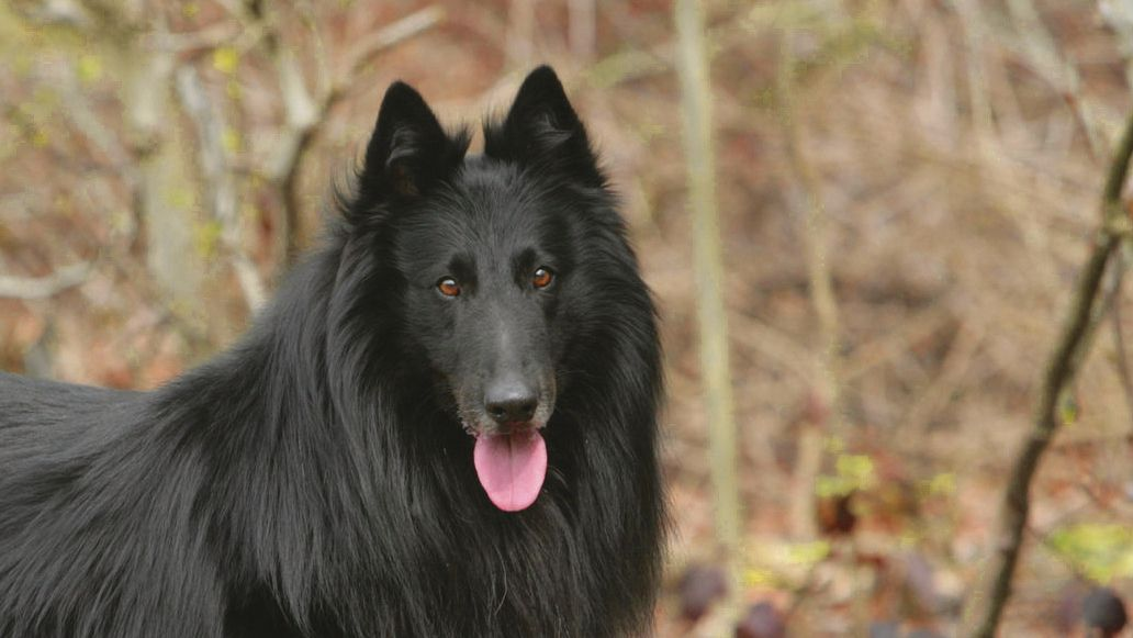 Black Belgian Shepherd standing in park panting