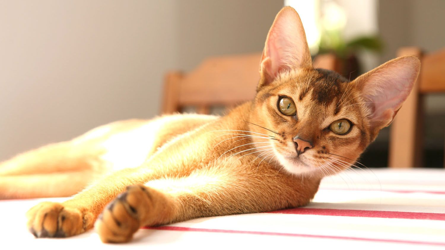 Abyssinian lying on its side on a table with a striped cloth